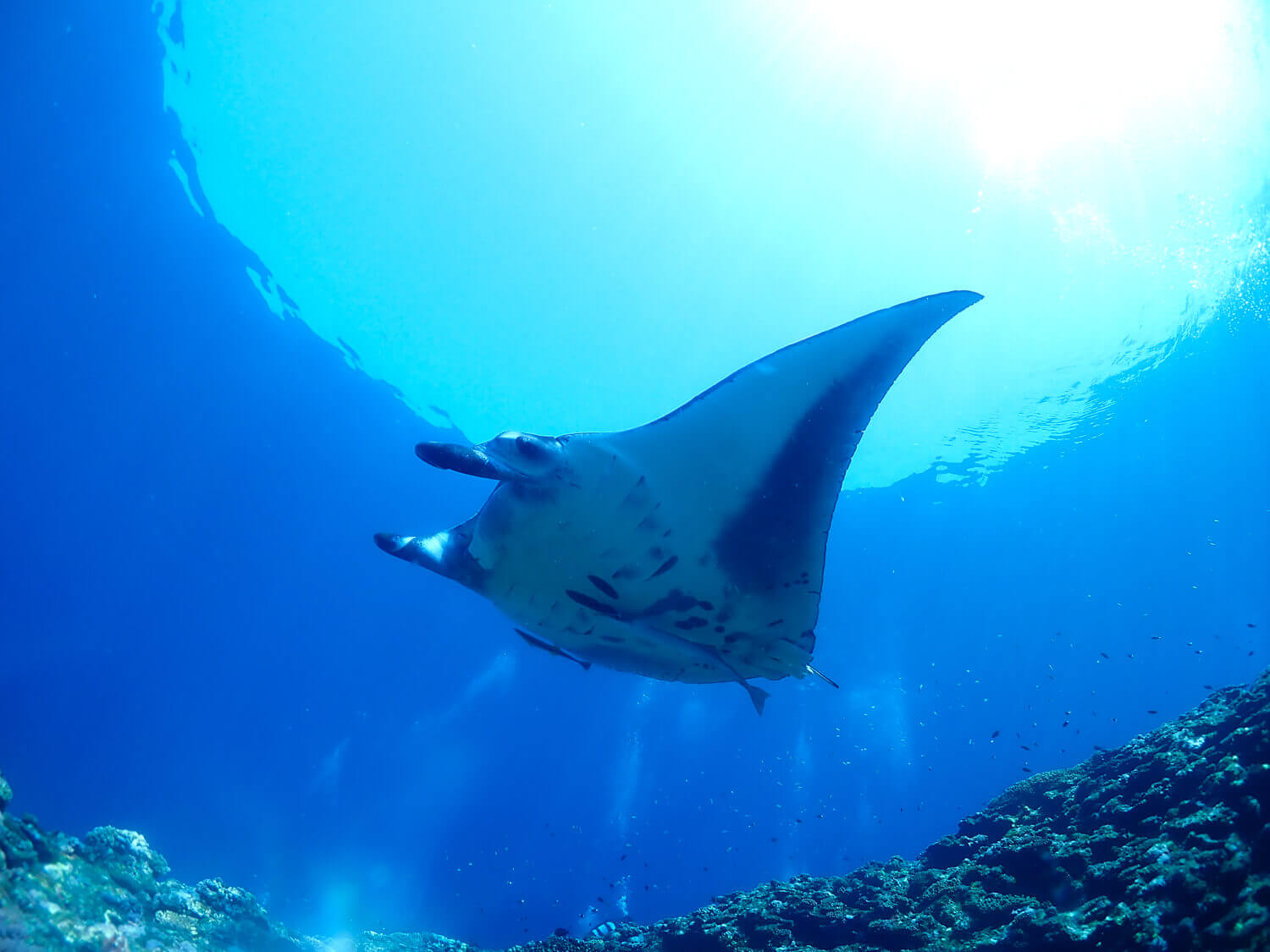 (半日)半日で迫力の水中生物シュノーケルと絶景ポイントを網羅!幻の島上陸&マンタorウミガメシュノーケリング(竹富島行き乗船券付き)