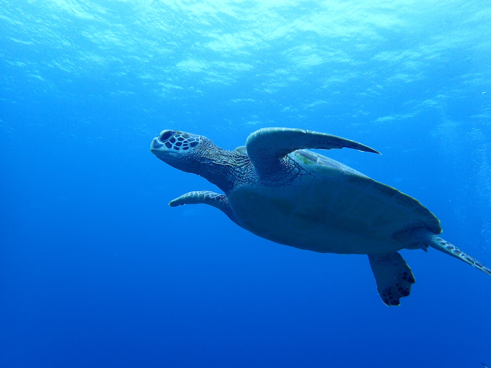 石垣島のウミガメ