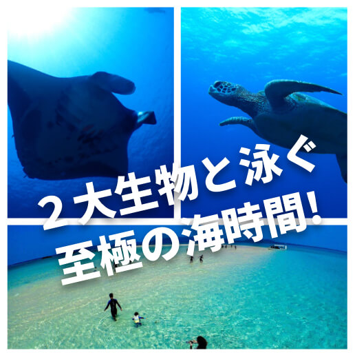 (半日) マンタorウミガメシュノーケル&奇跡の無人島「幻の島」上陸プラン