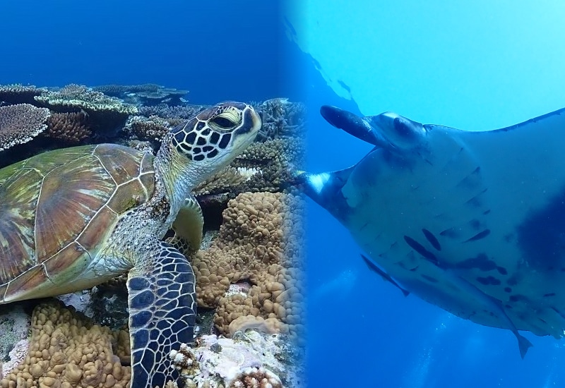 ウミガメ・マンタと泳ぐ感動体験