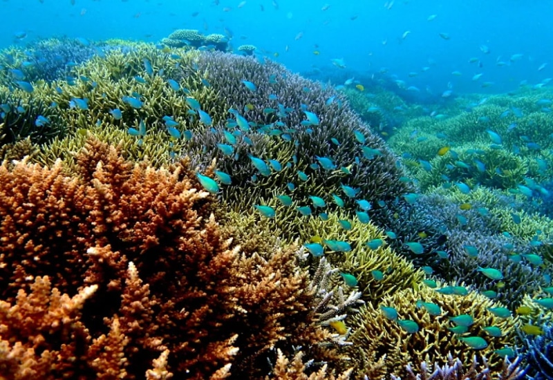 石垣島-サンゴ礁-シュノーケリング