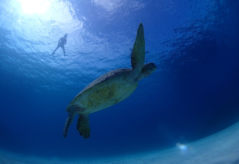 石垣島-ウミガメ-シュノーケリング