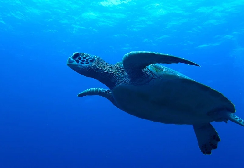 石垣島-ウミガメ-初心者向け