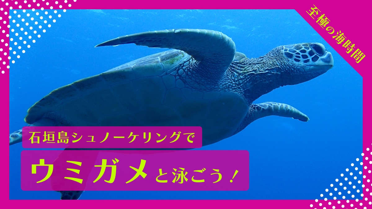 石垣島ウミガメツアー｜シュノーケリングで一緒に泳ごう！のサムネイル