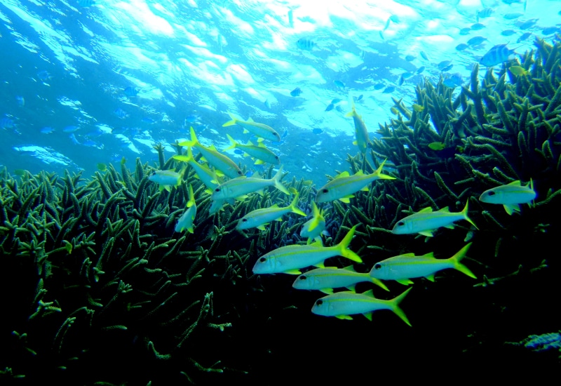 石垣島-シュノーケリング-カラフルな魚と泳ぐ 2