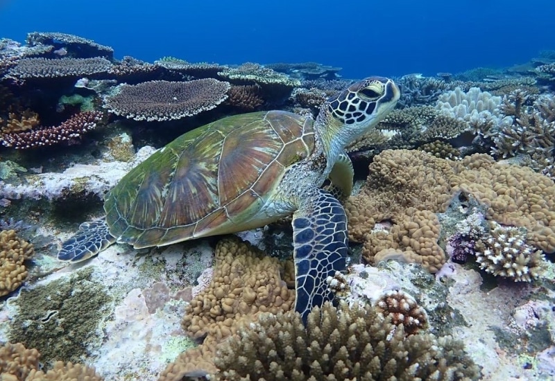 石垣島-ウミガメ-透明な海