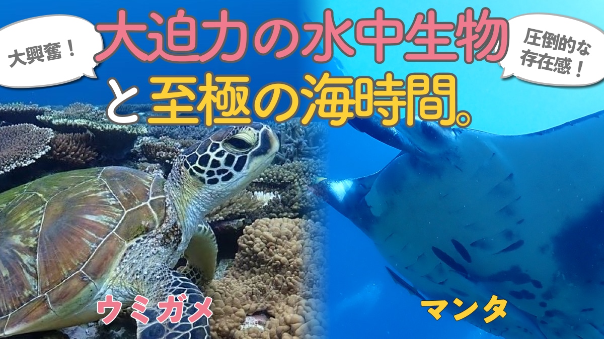 ウミガメorマンタシュノーケル＆奇跡の無人島「幻の島」上陸ツアー(半日)