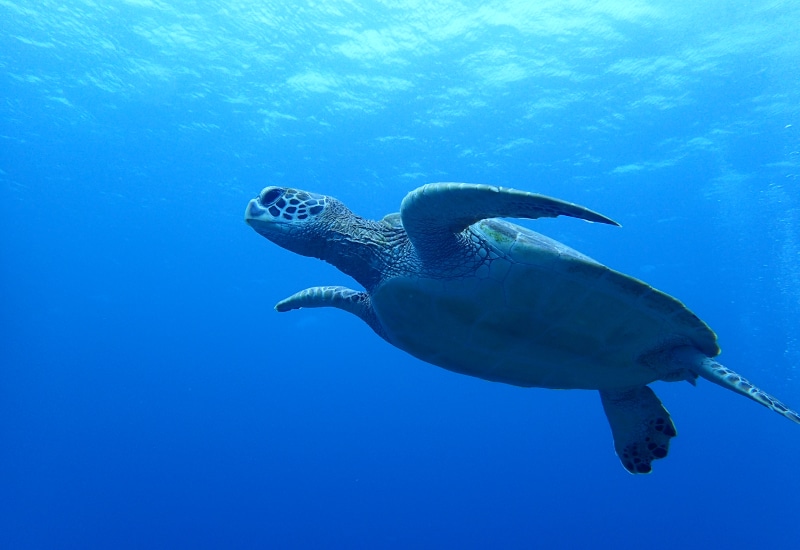 石垣島-ウミガメ-初心者向け