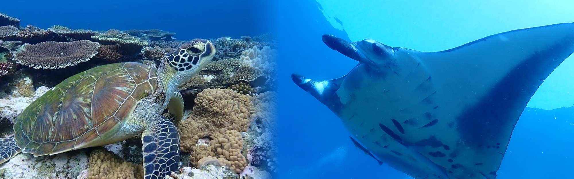 石垣島-ウミガメ-透明な海 マンタと泳ぐ感動