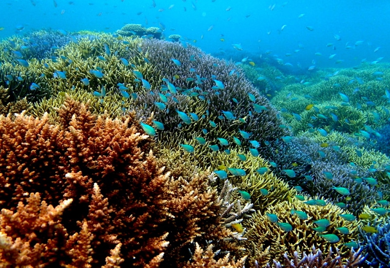 石垣島-サンゴ礁-シュノーケリング