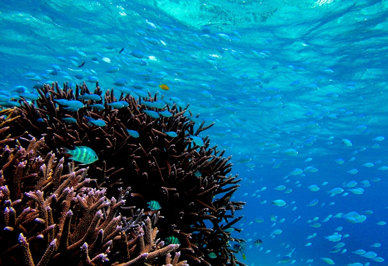 石垣島-シュノーケリング-美しいサンゴ礁の海中風景