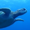 ウミガメ