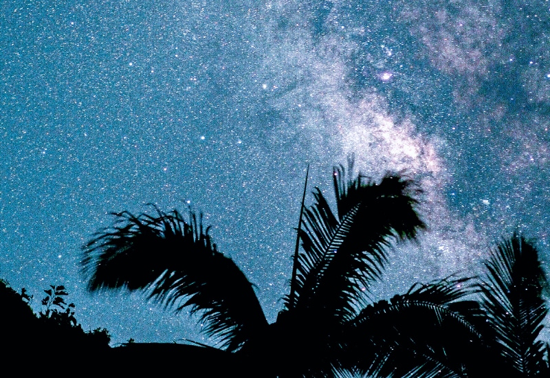 ishigaki night watching tropical plants