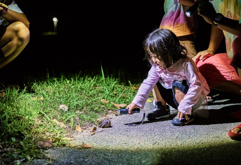 ishigaki night tour family