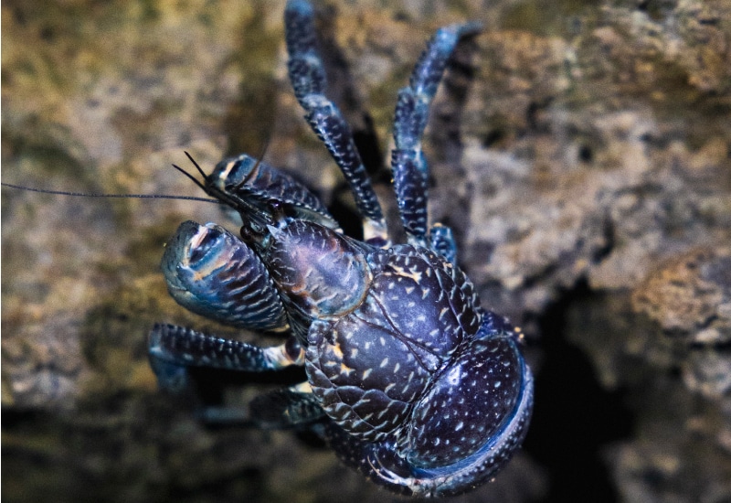 ishigaki night tour yashigani