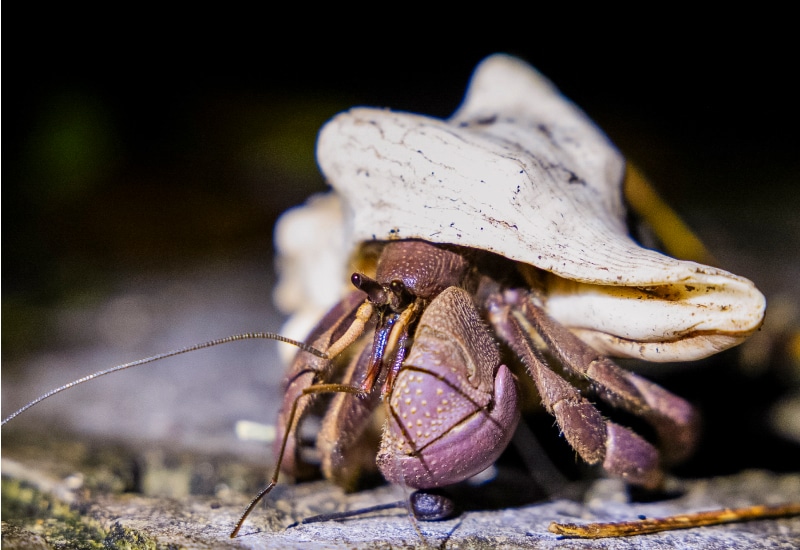 ishigaki night watching wildlife