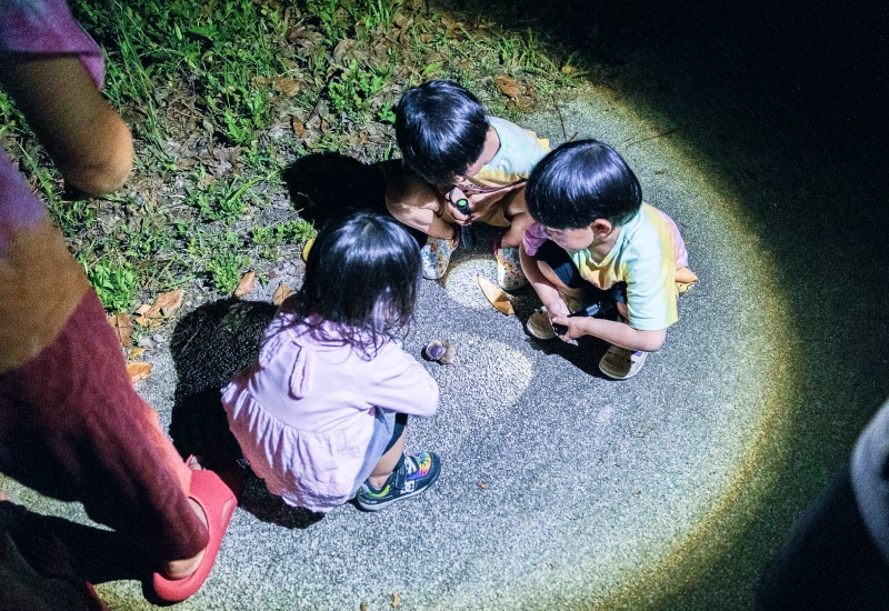 ishigaki night tour short time