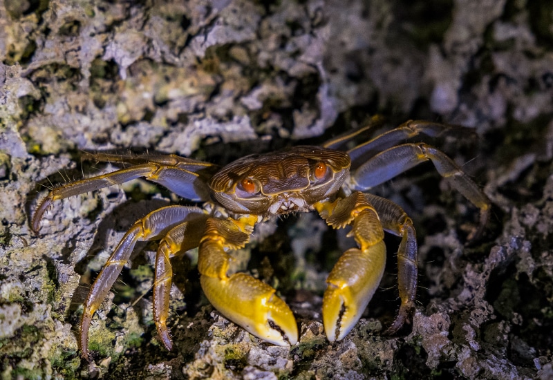 ishigaki night tour wildlife observation