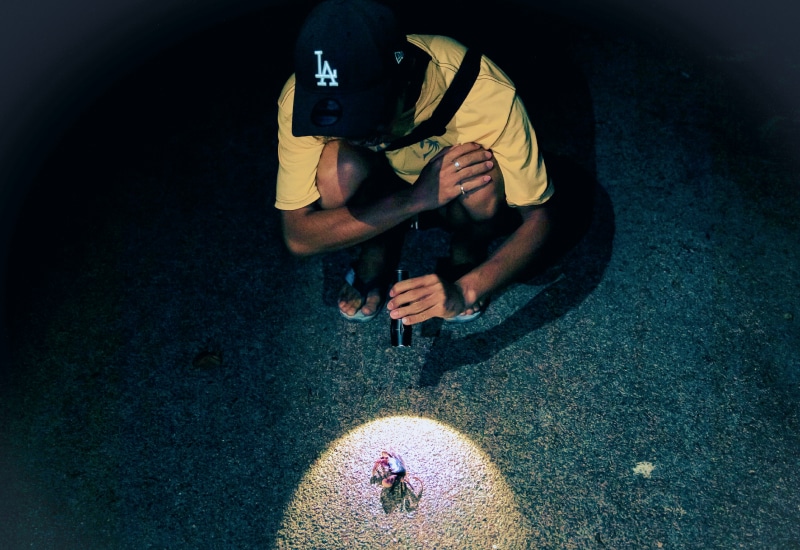 ishigaki night tour easy walk