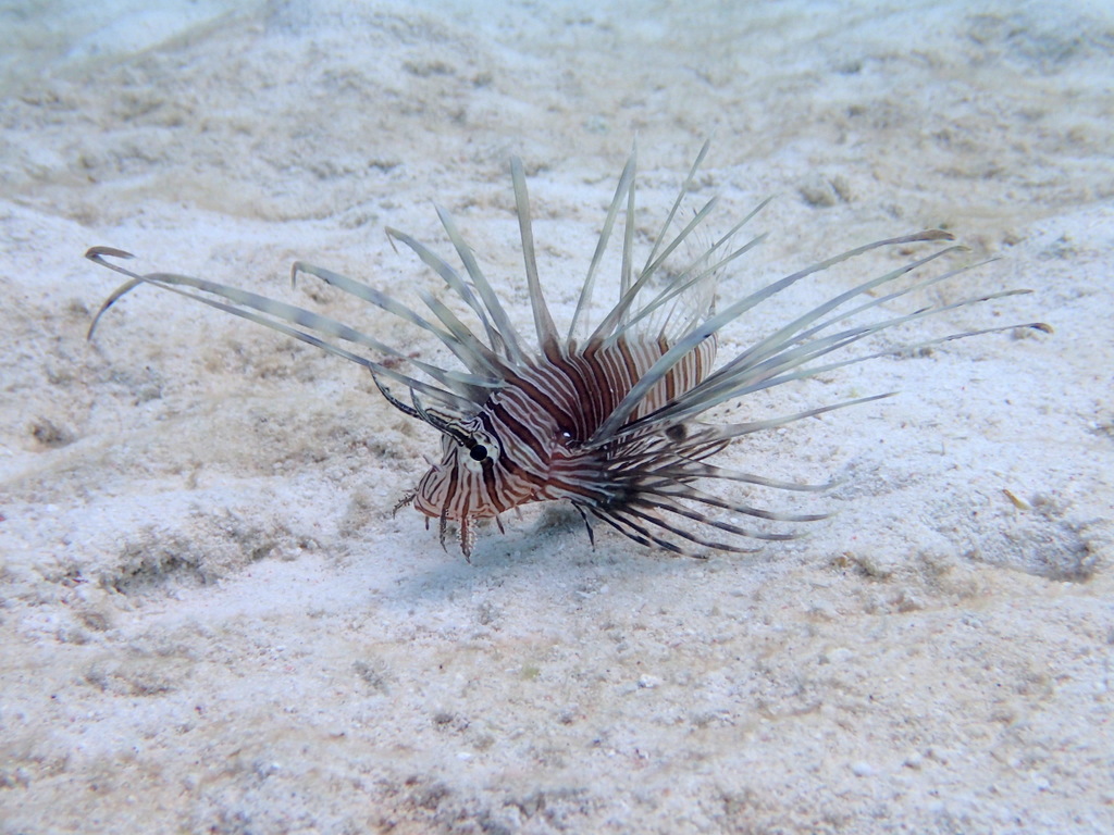 シュノーケリングポイントにいる生き物