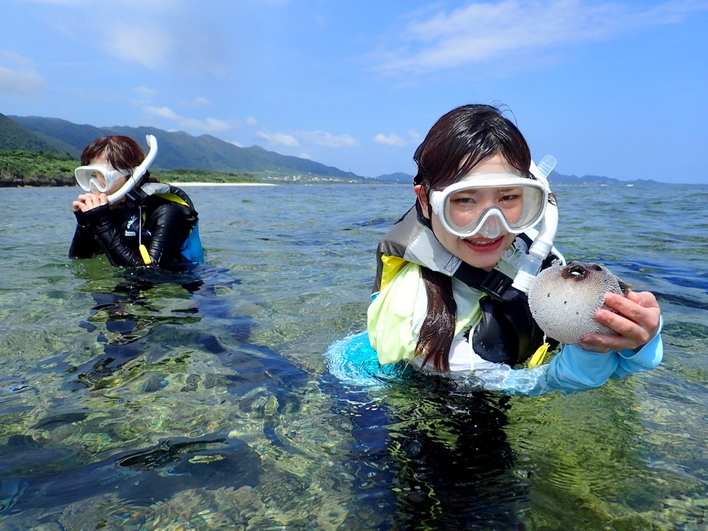 シュノーケルで触れ合える生き物