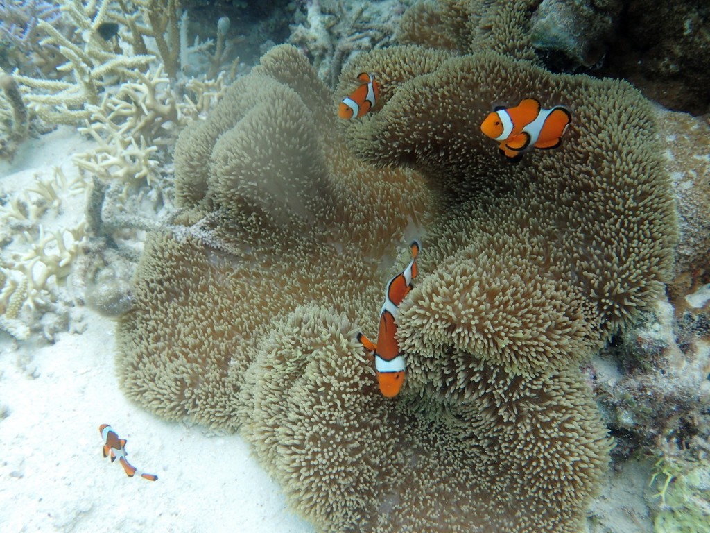 カクレクマノミ（通称ニモ）