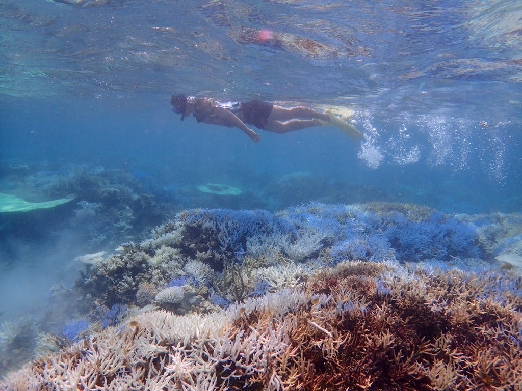 石垣島石西礁湖シュノーケル