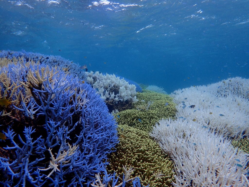 枝サンゴ群落