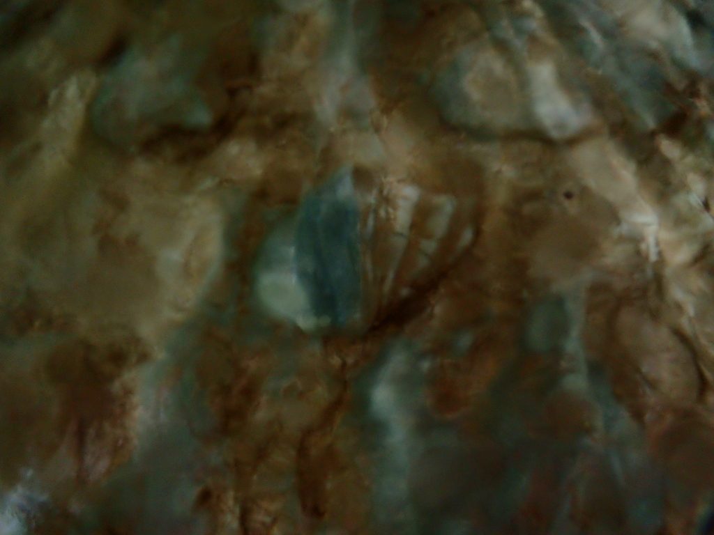 シャコガイ化石の画像