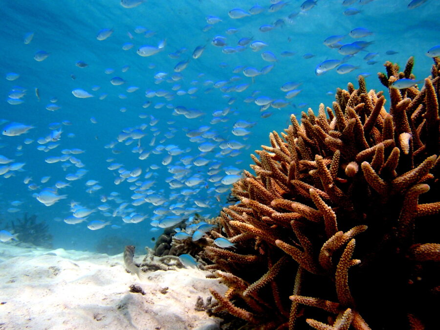 石垣島初心者でもシュノーケリングで見れる魚（デバスズメダイ）