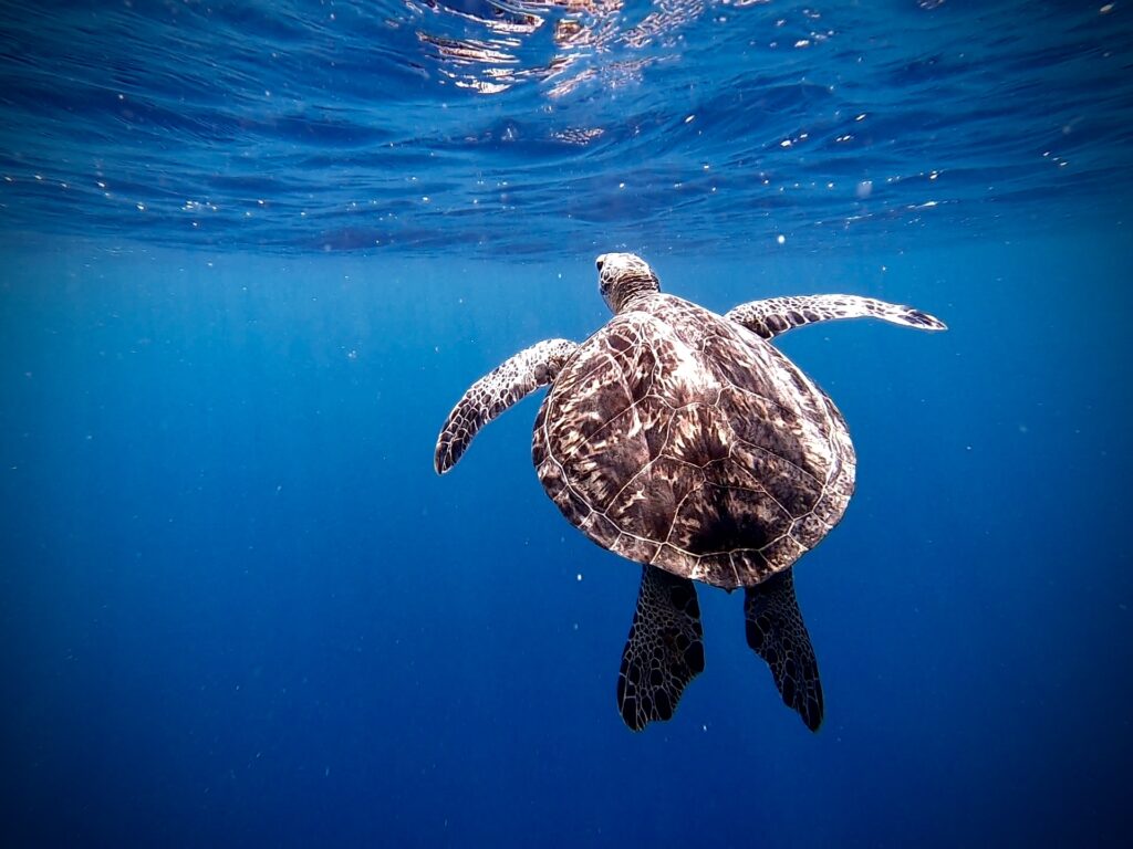 息継ぎのために水面に向かっているウミガメの姿