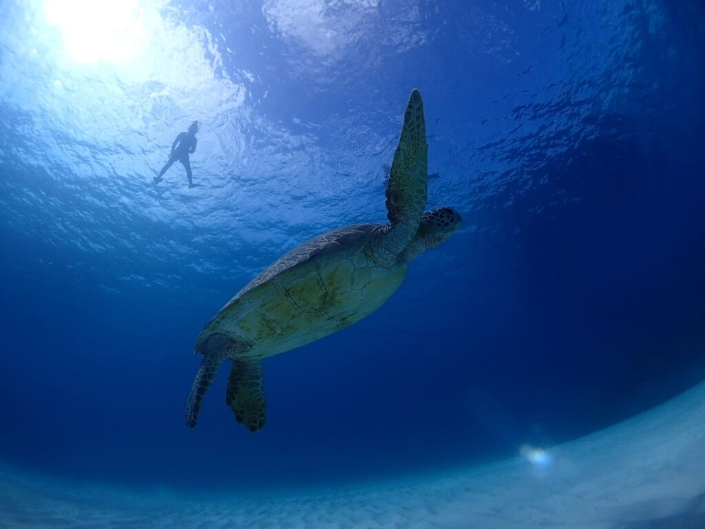 透明度の高い水中と砂地のコントラストが美しいポイントでアオウミガメが優雅に泳いでいる様子。水面から女性がそのウミガメを眺めています