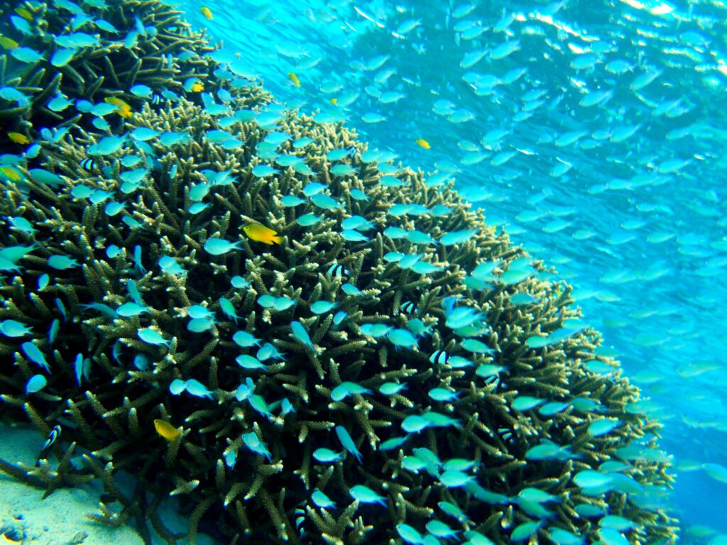 無数のデバスズメダイが枝サンゴに向かって泳いでいる様子。浜島東ポイント
