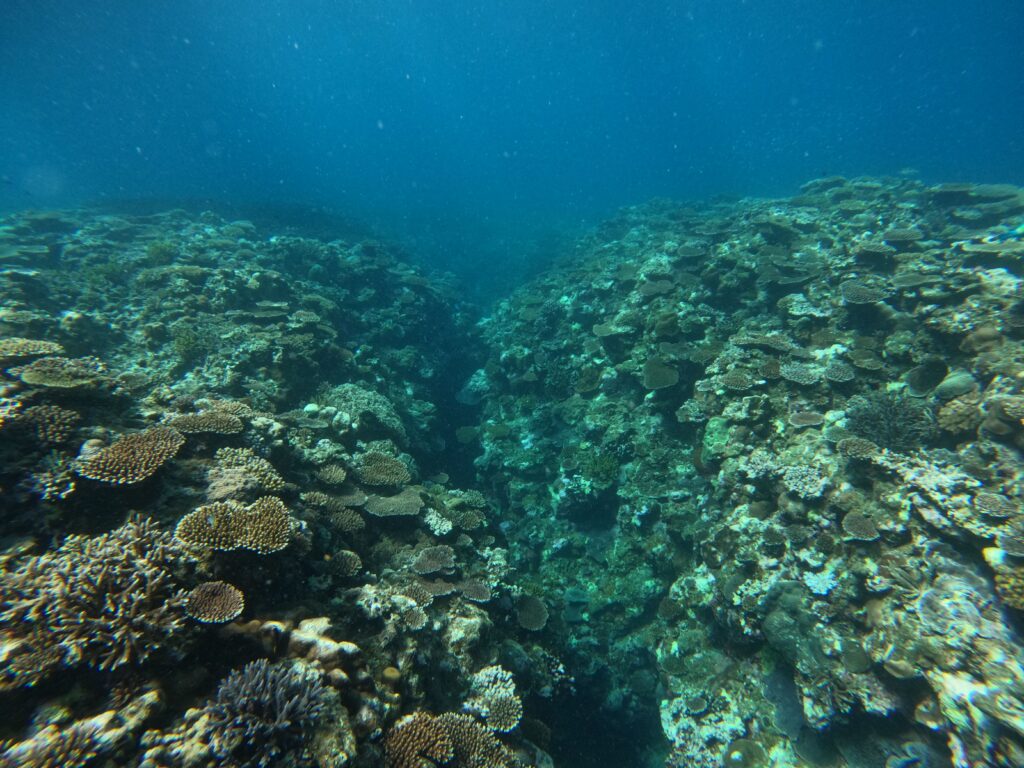 幻の島周辺のシュノーケルスポット「幻の島アウトリーフ」。ダイナミックな地形にテーブルサンゴが群生しています