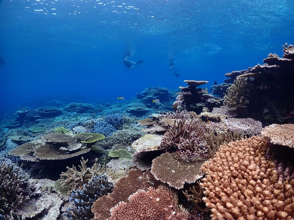 鳩間島の水中景色。遠くでシュノーケリングしている人が小さく見えるほど透明度が高いです。