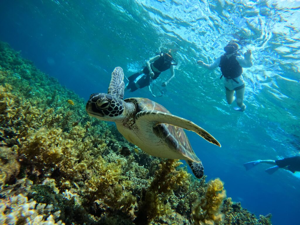 シュノーケリングでウミガメを発見した様子