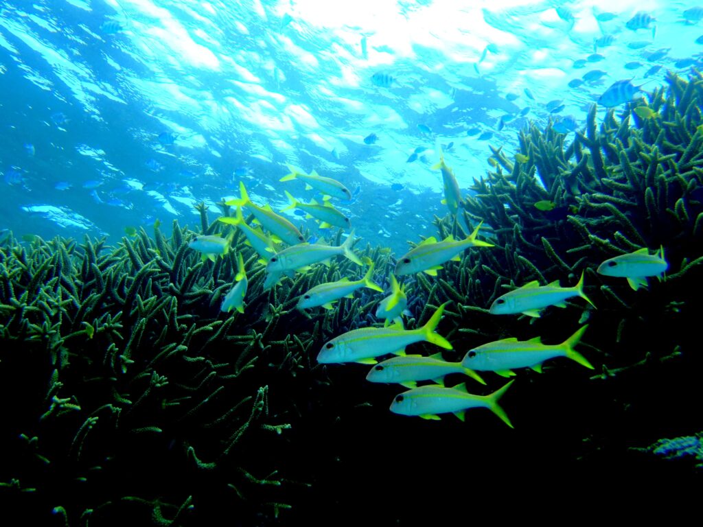 枝サンゴの中で泳ぐ熱帯魚の群れの様子
