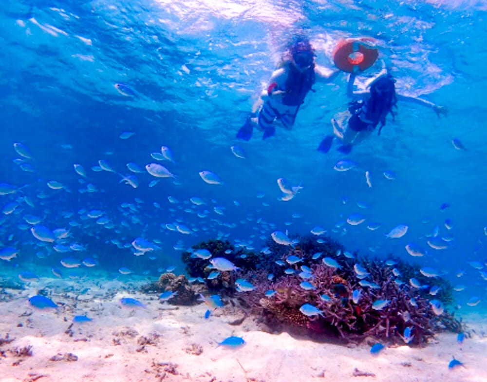透明度の高い海、シュノーケリングで熱帯魚を観察するカップルの様子。