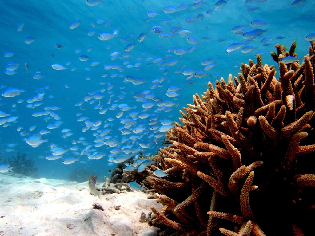 枝サンゴとでデバスズメダイの群れの写真