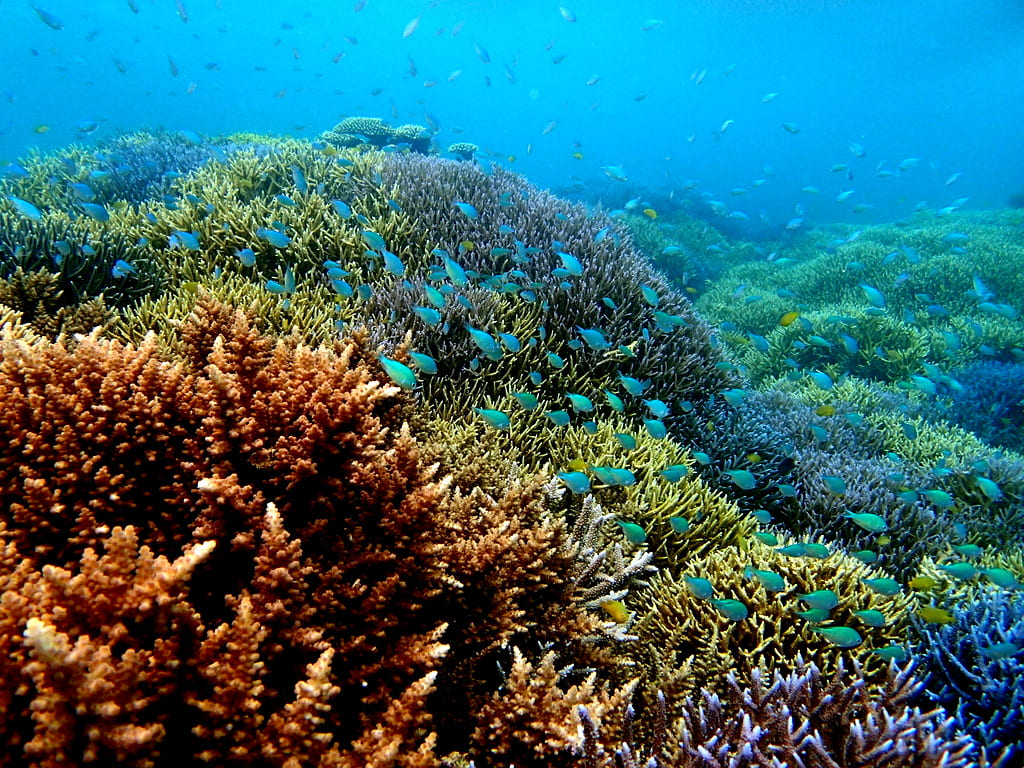 サンゴ礁がびっしりの水中とトロピカルフィッシュ達の様子