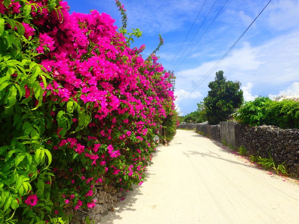 竹富島集落の写真。ブーゲンビリアが咲き乱れています