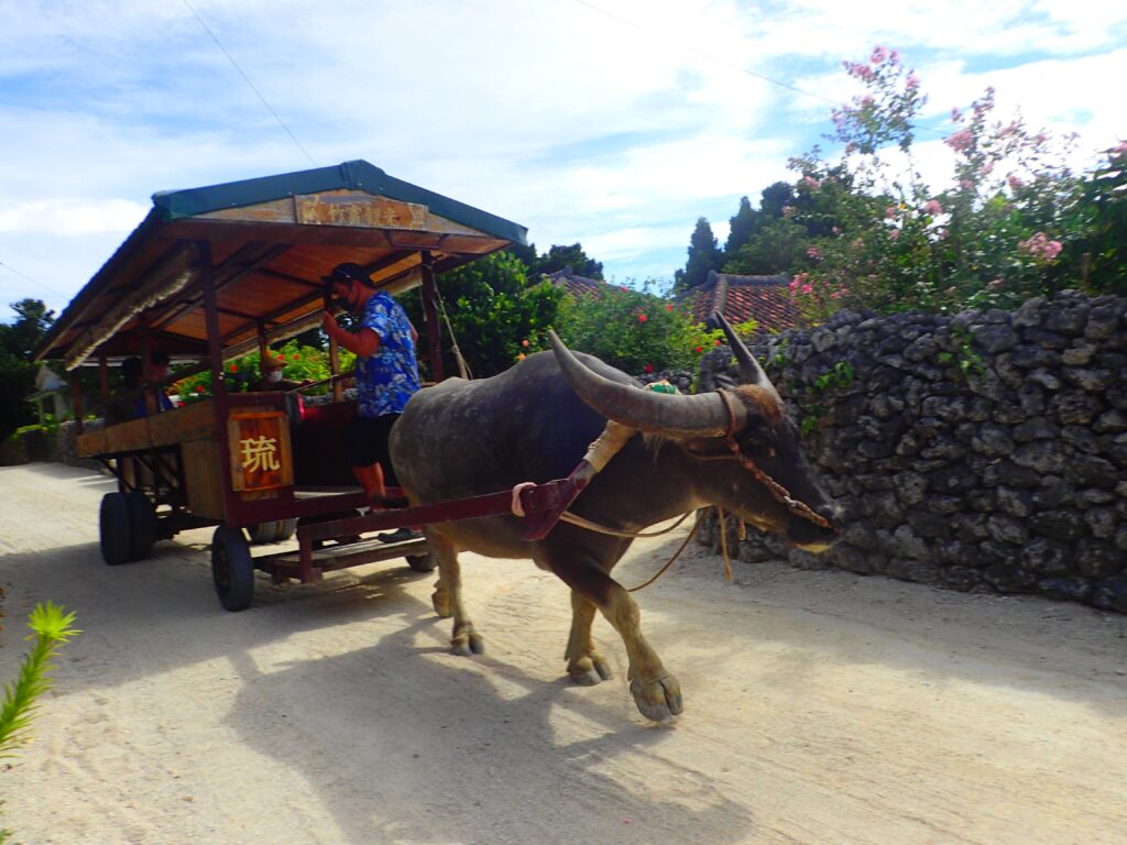 代表的な竹富島の観光サービス「水牛車」のようす